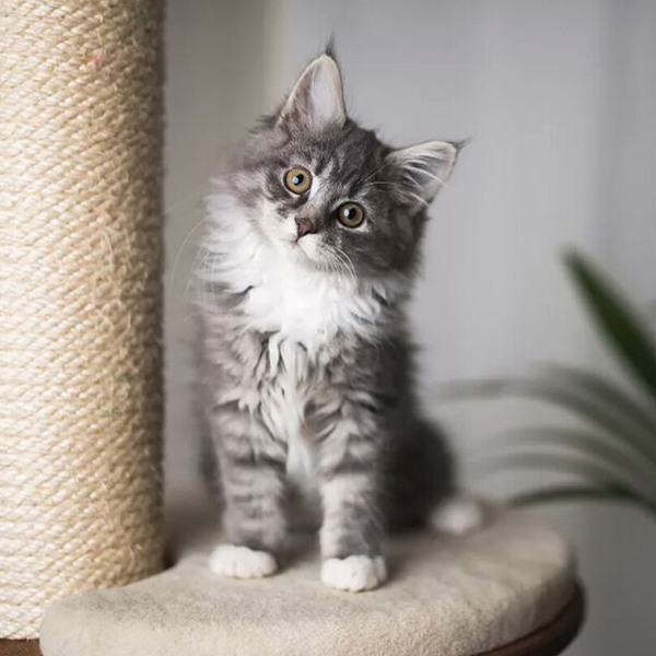 Durable Cat Scratching Post Natural Sisal Rope for Crafts.